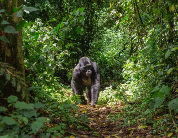 9 Day Wildlife Sighting Safari – Including Chimp & Gorilla Trekking