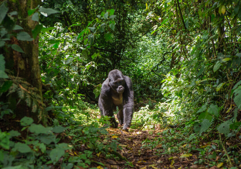 8 Day Trip to Murchison Falls, Big 5 Sighting Plus Gorilla Trekking