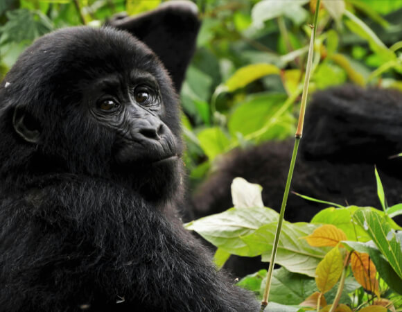 4 Day Holiday in Uganda – Gorilla Trekking Bwindi Forest