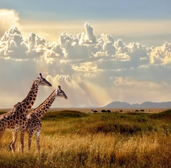 Discover Giraffes