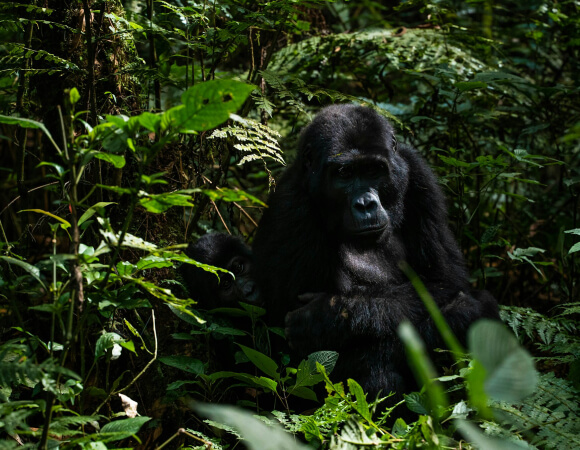 3 Day Gorilla Trekking in Uganda: Bwindi Forest