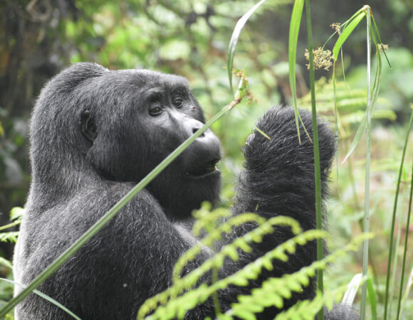 5 Day Wildlife Trip to Uganda - Gorilla Trekking and Big 5 Sighting