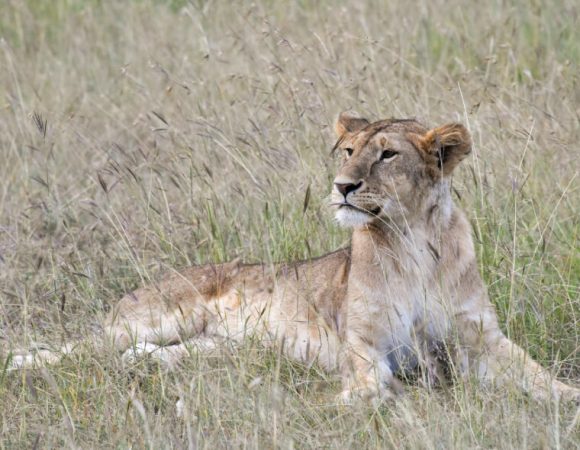 8 Day Safari Exploring Game Reserves in Kenya