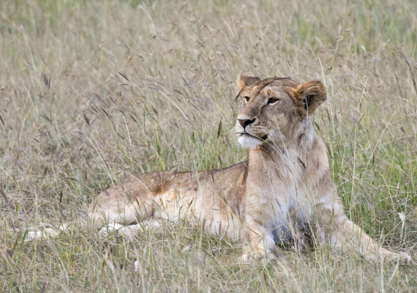 8 Day Safari Exploring Game Reserves in Kenya