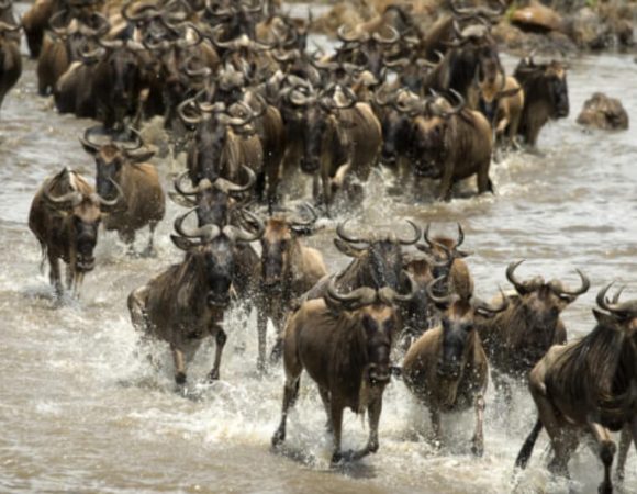 6 Day Trip - Serengeti Safari Tour