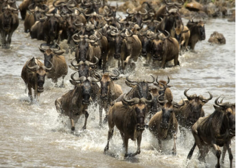 6 Day Trip - Serengeti Safari Tour